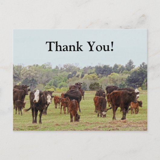 テキサス州牛 ポストカード (正面)