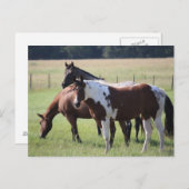 テキサス州馬 ポストカード (正面/裏面)