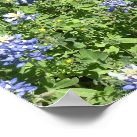 テキサス州鮮やかブルーボンネット壁ポスター ポスター (角)