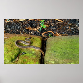 テキサス州黒蛇 ポスター