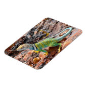テキサス州・アリベイツ・フリント・カリーCollated Lizard マグネット (左側)