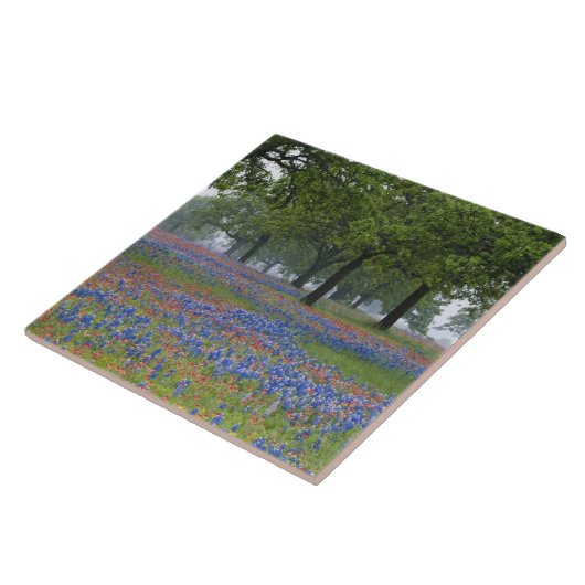 テキサス州、テキサス州ヒルカントリー、テキサス州ペイントブラシ タイル (側面)