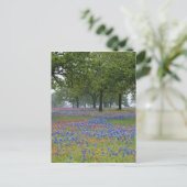 テキサス州、テキサス州ヒルカントリー、テキサス州ペイントブラシ ポストカード (スタンド正面)