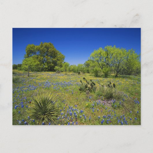 テキサス州, テキサス ヒルカントリー, ロー bladderpod ポストカード (正面)
