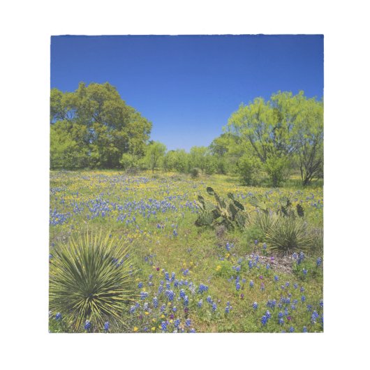 テキサス州, テキサス ヒルカントリー, Low bladderpod ノートパッド (正面)