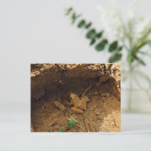 テキサス州 ポストカード (スタンド正面)