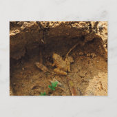 テキサス州 ポストカード (正面)