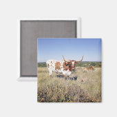 テキサス州・ロングホーンの品種（写真） マグネット (正面/裏面)