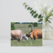 テキサス州・ロングホーン・ウフ・ファイト・ポストカード ポストカード (スタンド正面)