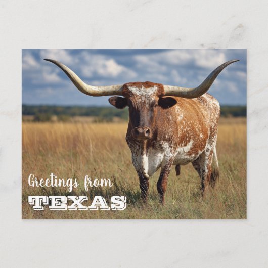 テキサス州・ロングホーン・ブルからの挨拶 ポストカード (正面)