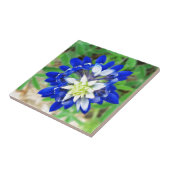 テキサス州Bluebonnetの平面図 タイル (側面)