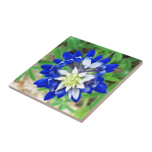 テキサス州Bluebonnetの平面図 タイル (側面)