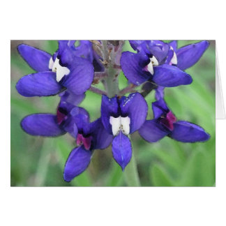 テキサス州Bluebonnet #1