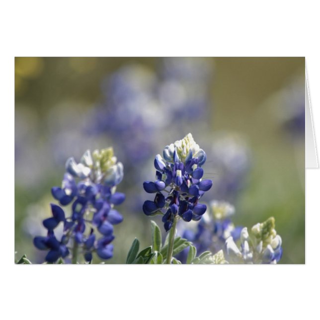 テキサス州Bluebonnetsの写真シリーズ#7 (正面横)