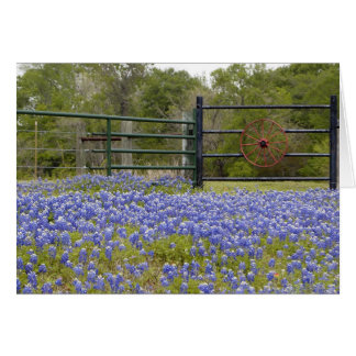 テキサス州Bluebonnets