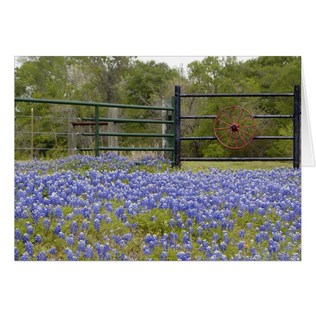 テキサス州Bluebonnets (正面横)