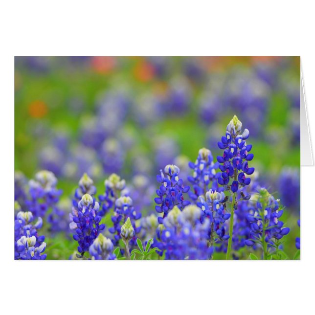 テキサス州Bluebonnets (正面横)