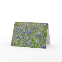 テキサス州Bluebonnets