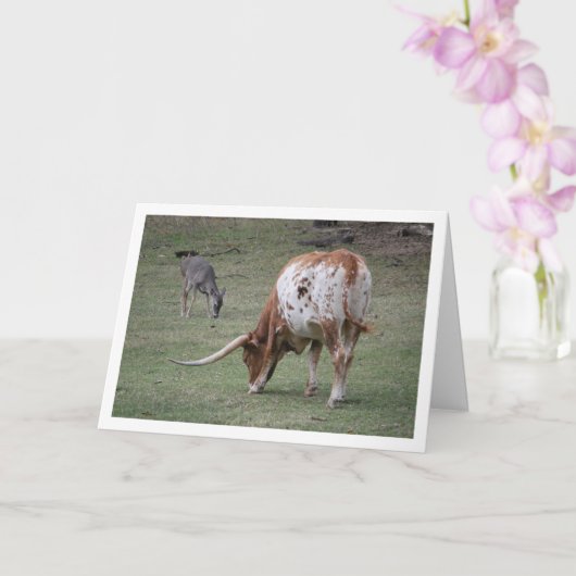 テキサス ロングホーン 牛の放牧 カード (蘭)