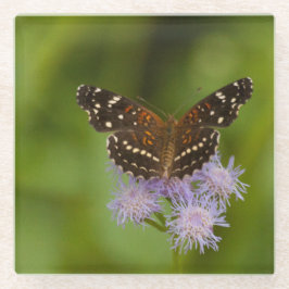 テサン三日月蝶 ガラスコースター