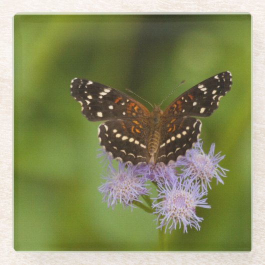 テサン三日月蝶 ガラスコースター (正面)