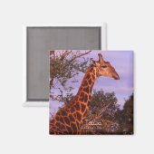 テツワナ語キリン，マグネット マグネット (正面/裏面)