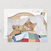 テディと寝ている子猫 ポストカード (正面/裏面)