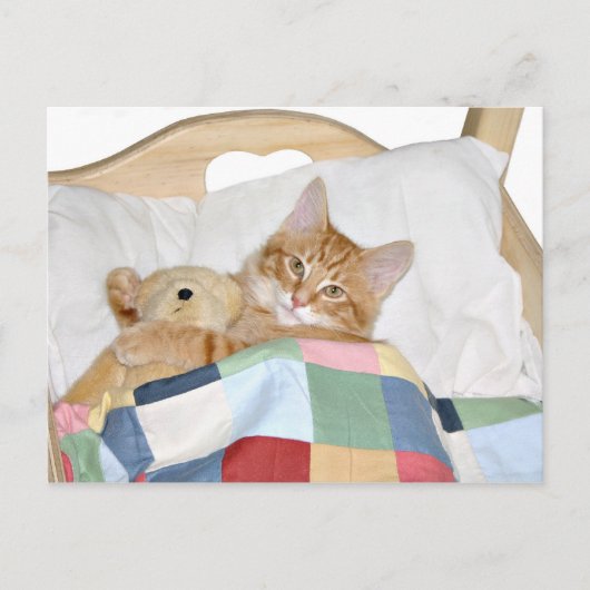 テディと寝ている子猫 ポストカード (正面)