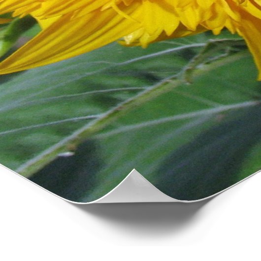 テディベアひまわり ポスター (角)