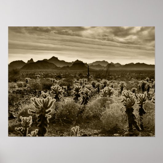 テディベアサボテン ポスター (正面)