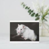 テディベアーハムスター ポストカード (スタンド正面)