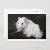 テディベアーハムスター ポストカード (正面/裏面)