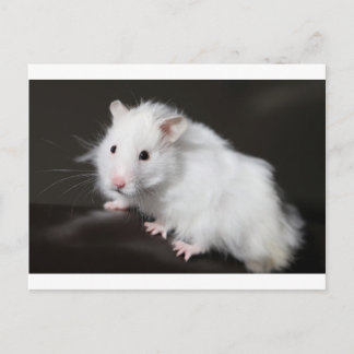 テディベアーハムスター ポストカード