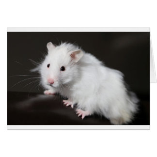 テディー・ベアのハムスター