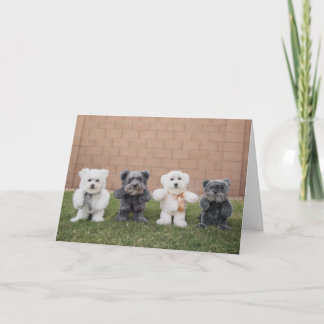 テディー・ベア カード