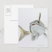 テトナマズ(Hexanematichthys seemanni) 2 ポストカード (正面/裏面)