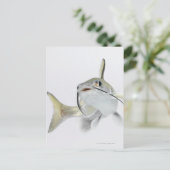 テトナマズ(Hexanematichthys seemanni) 2 ポストカード (スタンド正面)