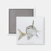 テトナマズ(Hexanematichthys seemanni) 2 マグネット (正面/裏面)
