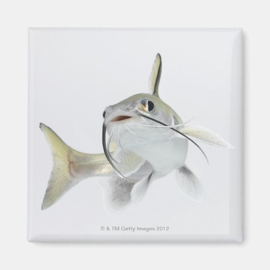 テトナマズ(Hexanematichthys seemanni) 2 マグネット (正面)