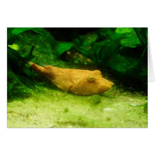 テトラオドンミウラス (正面横)