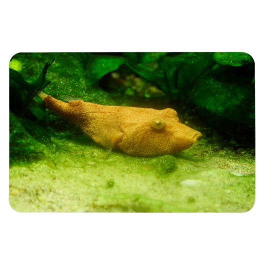 テトラオドンミウラス マグネット (横)