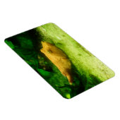 テトラオドンミウラス マグネット (右側)