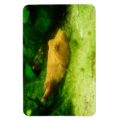 テトラオドンミウラス マグネット (縦)