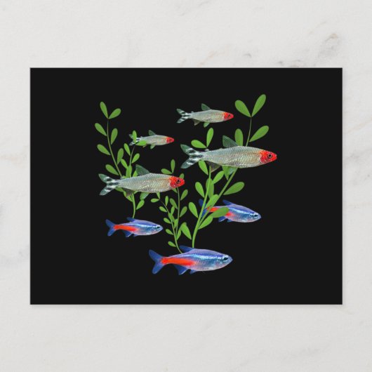 テトラス水槽ネオンテトラスルミーノーズテトラスフィッシュ ポストカード (正面)