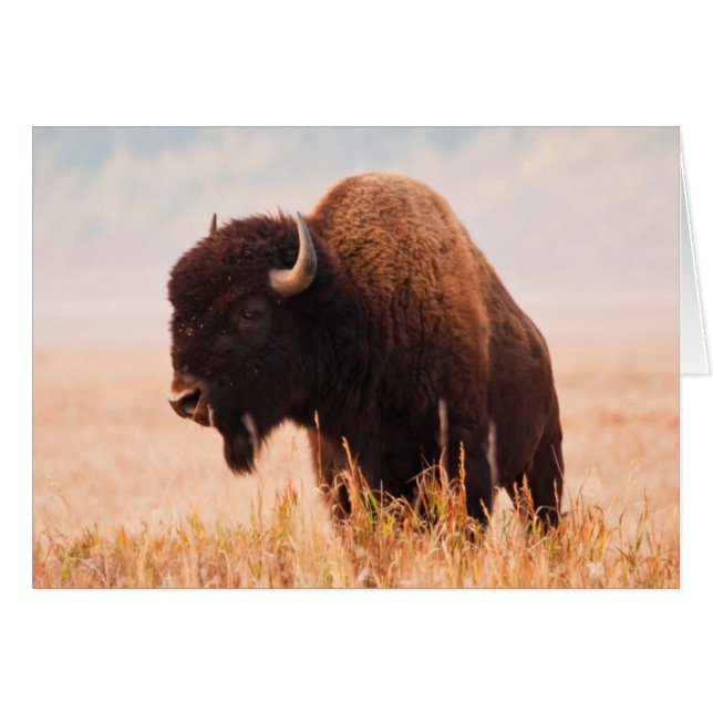 テトン地域のアメリカバイソン(Bison bison)の群れ 2 (正面横)