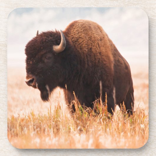 テトン地域のアメリカバイソン（Bison Bison）の群れ 2 コースター (正面)