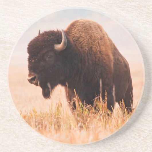 テトン地域のアメリカバイソン（Bison Bison）の群れ 2 コースター (正面)