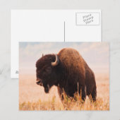 テトン地域のアメリカバイソン（Bison bison）の群れ 2 ポストカード (正面/裏面)