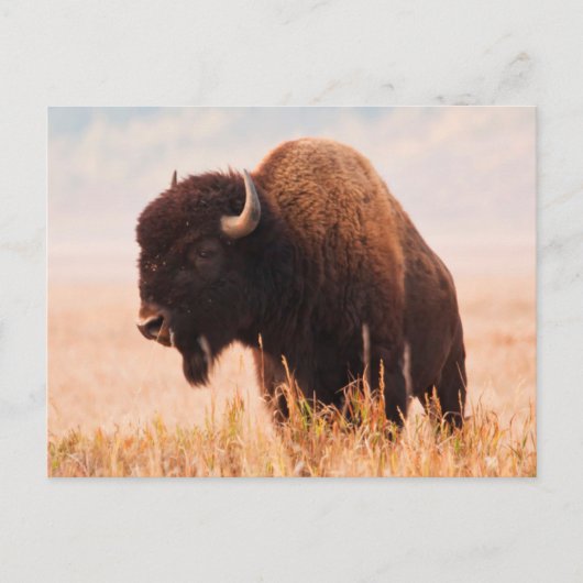 テトン地域のアメリカバイソン（Bison bison）の群れ 2 ポストカード (正面)