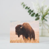 テトン地域のアメリカバイソン（Bison bison）の群れ 2 ポストカード (スタンド正面)